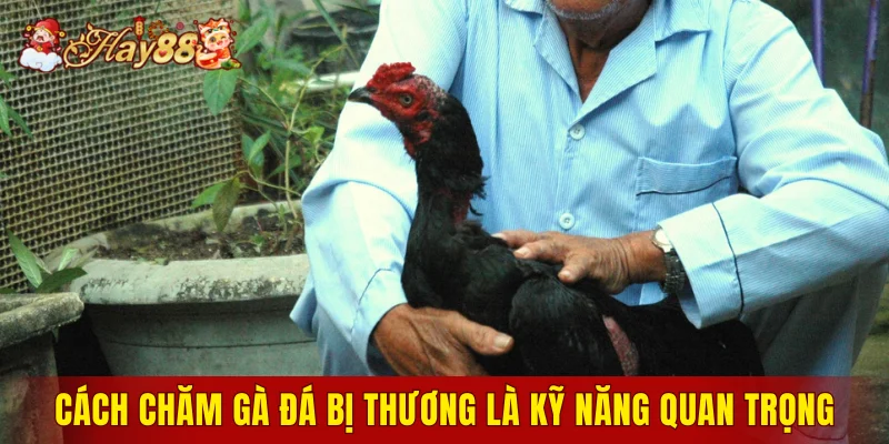 Cách chăm gà đá bị thương là kỹ năng quan trọng
