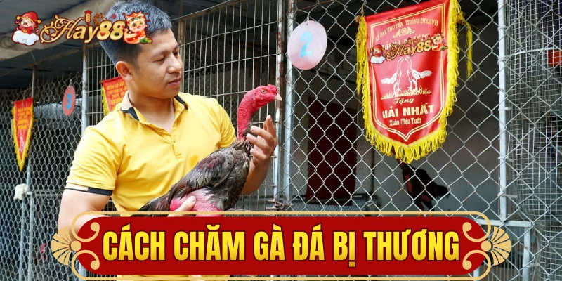 Cách chăm gà đá bị thương